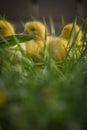 Portrait of three cute little yellow baby fluffy muscovy duckling close up Royalty Free Stock Photo