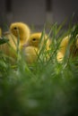 Portrait of three cute yellow fluffy ducklings in springtime green gras Royalty Free Stock Photo