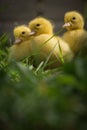 Portrait of three cute yellow fluffy ducklings in springtime green gras Royalty Free Stock Photo