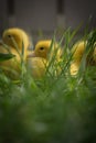 Portrait of three cute yellow fluffy ducklings in springtime green gras Royalty Free Stock Photo
