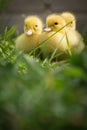 Portrait of three cute yellow fluffy ducklings in springtime green grass Royalty Free Stock Photo