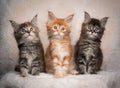 Portrait of three different colored maine coon kittens