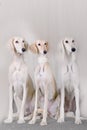Portrait of three dog breeds Persian Greyhound