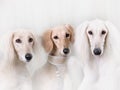 Portrait of three dog breeds Persian Greyhound