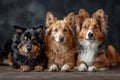 Portrait of three dogs on a black background Royalty Free Stock Photo