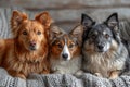 Portrait of three dogs in the interior Royalty Free Stock Photo