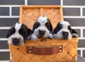 Portrait of three English Cocker spaniel puppies. The little ones lie in a wooden box and look at us Royalty Free Stock Photo