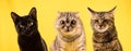Portrait of three funny cats on a yellow background.