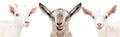 Portrait of a three funny goat Royalty Free Stock Photo