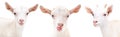 Portrait of a three funny goat Royalty Free Stock Photo