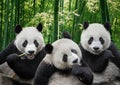 Portrait of three giant panda bears in forest Royalty Free Stock Photo