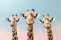 Three giraffes take a selfie Royalty Free Stock Photo