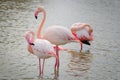 Portrait of three greater flamingos in a lagoon