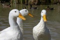 Trio Of Three Heavy White Pekin Aylesbury Ducks