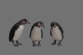 Portrait Of three Humboldt Penguins Isolated On grey Background Royalty Free Stock Photo