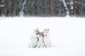 Portrait of a three husky puppies