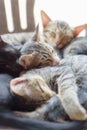 Three kitten are sleeping together Royalty Free Stock Photo