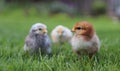 Portrait of three little chickens in green grass Royalty Free Stock Photo