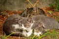 Portrait of three little domestic kitties sleeping on grass in garden, enjoying in afternoon sun and beautiful natural environment Royalty Free Stock Photo