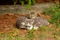 Portrait of three little domestic kitties sleeping on grass in garden, enjoying in afternoon sun and beautiful natural environment Royalty Free Stock Photo