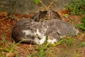 Portrait of three little domestic kitties sleeping on grass in garden, enjoying in afternoon sun and beautiful natural environment Royalty Free Stock Photo