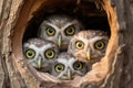 Portrait of three little owls in the hollow of a tree, A family of owls peering out from their tree hollow, AI Generated Royalty Free Stock Photo