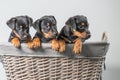 Portrait of three miniature pinscher puppies in a wicker basket