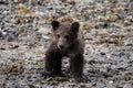 Portrait of a three month old little grizzly baby- Alaska