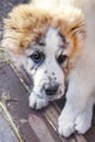 Portrait of Central Asian Shepherd Alabai puppy Royalty Free Stock Photo