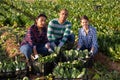 Portrait of three positive farmers with boxes of ripe mangold in hands