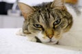 Portrait of tabby cat with green eyes