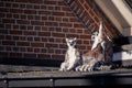 A portrait of three ring tailed lemurs sitting on a roof. Some of the mammals are just sitting around and playing, the other one Royalty Free Stock Photo