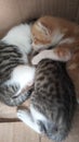 Portrait of three sleeping cattails taken from above