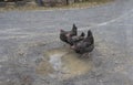 Portrait of three spotted of chickens/roosters at feeding time 2 Royalty Free Stock Photo