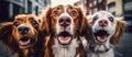 Portrait of Three Surprised Dogs Generative AI