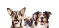 Portrait of Three Surprised Dogs. Isolated Royalty Free Stock Photo