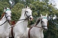 Portrait of three white running horses Royalty Free Stock Photo