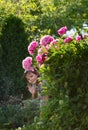 Little girl hiding in the garden behind the peony bushes