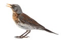 Portrait thrush Royalty Free Stock Photo