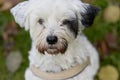 Portrait of a cute tibet terrier looking at the camera with a faithful look in nature