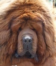 Tibetan mastiff