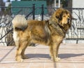 Portrait of a Tibetan Mastiff