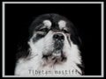 Portrait of Tibetan Mastiff black and white