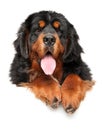 Portrait of Tibetan Mastiff dog above banner