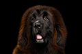 Portrait of Tibetan Mastiff