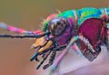 Portrait of Tiger Beetle - Cicindela campestris, background with beetle