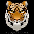 Portrait of a tiger on a black background, isolated