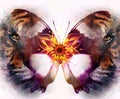 Portrait tiger and butterfly. computer collage