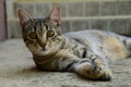 Portrait of a tiger cat with yellow eyes lying on a concrete floor, cat on the left side of photo