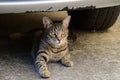 portrait of a tiger cat with yellow eyes lying under the car, cat on the left side of photo